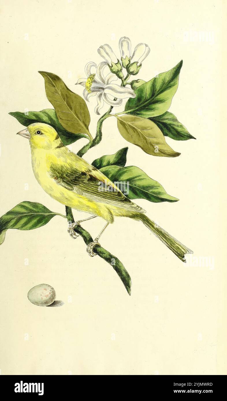 Un vibrante uccello giallo poggia graziosamente su un ramo verde, circondato da foglie lussureggianti. Accanto ad esso, fiorisce un delicato fiore bianco che aggiunge un tocco di eleganza alla scena. Alla base del ramo si trova un unico uovo pallido, che suggerisce l'aspetto nutritivo della natura. La composizione cattura l'armonia e la bellezza della fauna selvatica, mostrando i dettagli intricati delle piume dell'uccello e le texture delle foglie e dei fiori Foto Stock