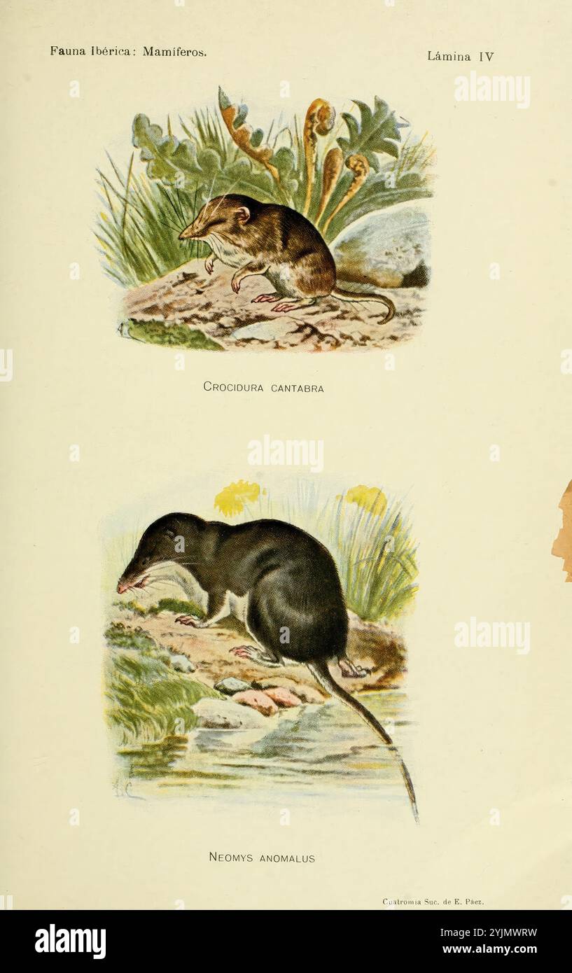 L'illustrazione presenta due specie distinte di mammiferi nativi della penisola iberica. In cima, la Crocidura cantabrica, conosciuta come il toporagno Cantabrico, è raffigurata in un ambiente naturale con dettagli intricati che ne evidenziano la consistenza delle pellicce e il verde circostante. L'illustrazione in basso mostra l'anomalo di Neomys, comunemente indicato come il toporagno europeo, illustrato vicino all'acqua che enfatizza il suo stile di vita semi-acquatico. Ogni creatura è ritratta con un'attenzione particolare alla precisione anatomica e al contesto ambientale, fornendo una visione approfondita dei loro habitat e fisici Foto Stock