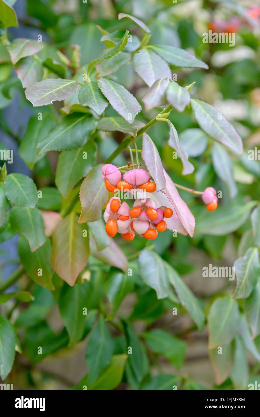 Kletternder Spindelstrauch, Euonymus fortunei, Arrampicata sull'albero del fuso Foto Stock