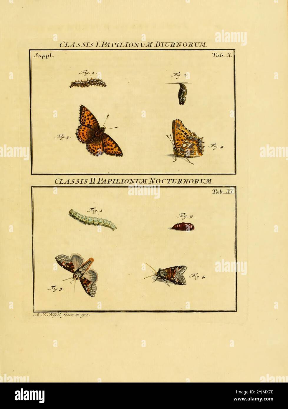 Un'illustrazione scientifica mostra uno studio dettagliato di farfalle e falene. La sezione superiore presenta una vivace farfalla nella sua forma adulta, accompagnata da un bruco e una crisalide, raffigurati in varie fasi della vita. La sezione inferiore presenta specie notturne, tra cui una falena e il suo bruco. Ogni cifra è meticolosamente numerata ed etichettata, indicando classificazioni distinte all'interno dell'ordine dei lepidotteri. L'opera d'arte riflette un'epoca di documentazione di storia naturale, combinando arte e precisione scientifica Foto Stock