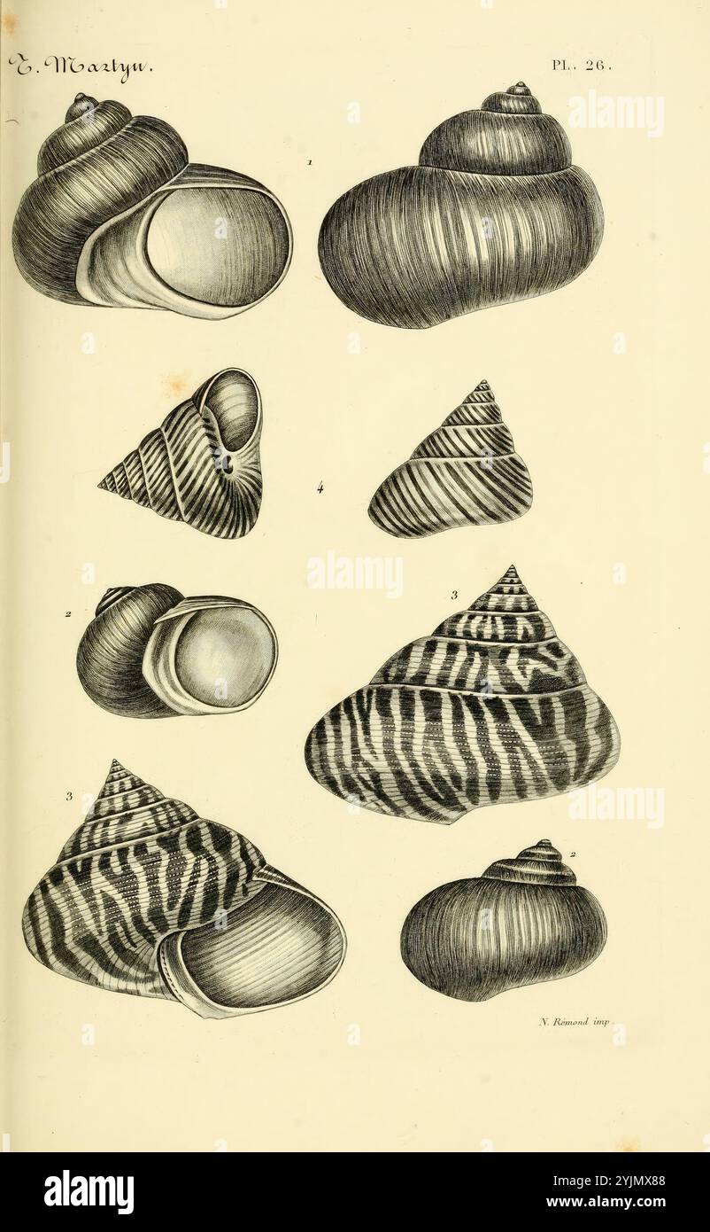 Una raccolta di illustrazioni dettagliate con vari tipi di conchiglie. Ogni guscio mostra motivi e texture uniche, mostrando una gamma di forme, dalle forme allungate, a spirale alle varietà arrotondate e robuste. L'intricato lavoro di linea mette in risalto le caratteristiche distintive di nervature e spirali di questi campioni. La sistemazione presenta un viaggio visivo attraverso la diversità della morfologia delle conchiglie, invitando ad apprezzare le complessità naturali che si trovano nella vita marina Foto Stock