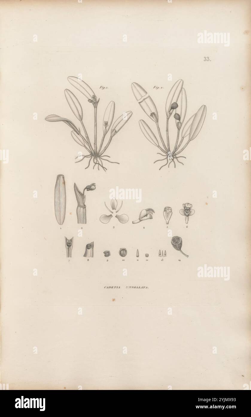 L'illustrazione presenta uno studio botanico dettagliato che mostra varie fasi e componenti di una specifica specie vegetale. Nella parte superiore, due esemplari più grandi sono raffigurati con foglie allungate e sottili e fiori distinti, evidenziandone la struttura anatomica. Sotto, una serie di disegni più piccoli presentano una serie di parti riproduttive, tra cui gemme, fiori e altre caratteristiche botaniche. Questa rappresentazione sistematica enfatizza la complessità dell'anatomia della pianta, servendo come risorsa preziosa per la classificazione e lo studio botanico Foto Stock