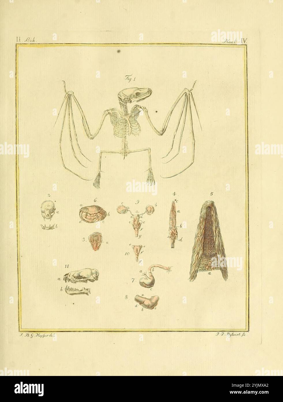 Questa illustrazione mostra uno studio anatomico dettagliato, incentrato sulla struttura scheletrica e sui vari componenti di un pistrello. Lo scheletro centrale è mostrato sospeso con le sue ali estese, evidenziando la morfologia unica dei suoi arti anteriori adattati per il volo. Intorno alla figura principale sono presenti annotazioni numerate di elementi anatomici aggiuntivi, tra cui il cranio, vari organi interni e altre strutture pertinenti che contribuiscono alla comprensione generale della fisiologia dei pipistrelli. Ogni parte è etichettata meticolosamente, fornendo un riferimento completo per gli studi di anatomia e biologia. Il Foto Stock