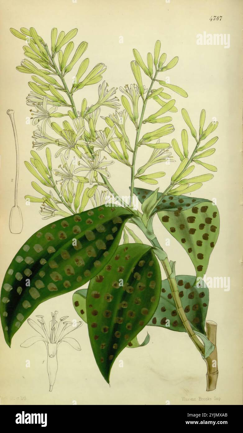 L'illustrazione presenta uno studio botanico dettagliato di una pianta tropicale, che mostra la sua struttura elegante e le caratteristiche uniche. Al centro della composizione sono le foglie verdi allungate adornate da distinte macchie scure, che forniscono un contrasto sorprendente con la loro vibrante tonalità. L'infiorescenza mostra delicati ammassi di piccoli fiori bianchi, accentuati da sottili steli verdi che raggiungono l'alto. Lo sfondo presenta un debole contorno di un fiore nel profilo, contribuendo alla comprensione generale dell'anatomia della pianta. Questa composizione mette in risalto l'intricata bellezza della natura, concentrandosi su Foto Stock