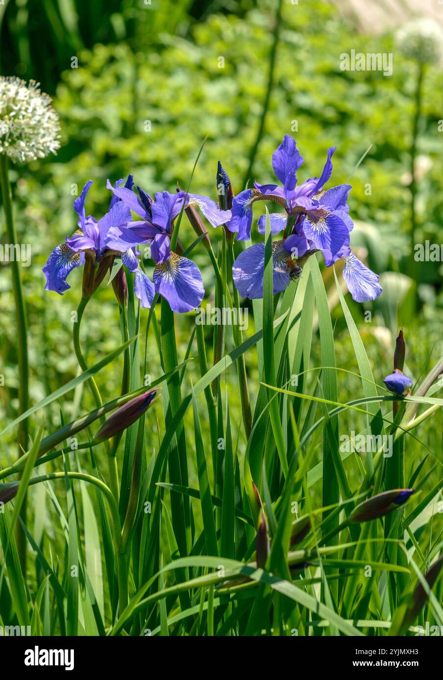 Sibirische Schwertlilie, Iris sibirica Annick, Iris siberiano Foto Stock