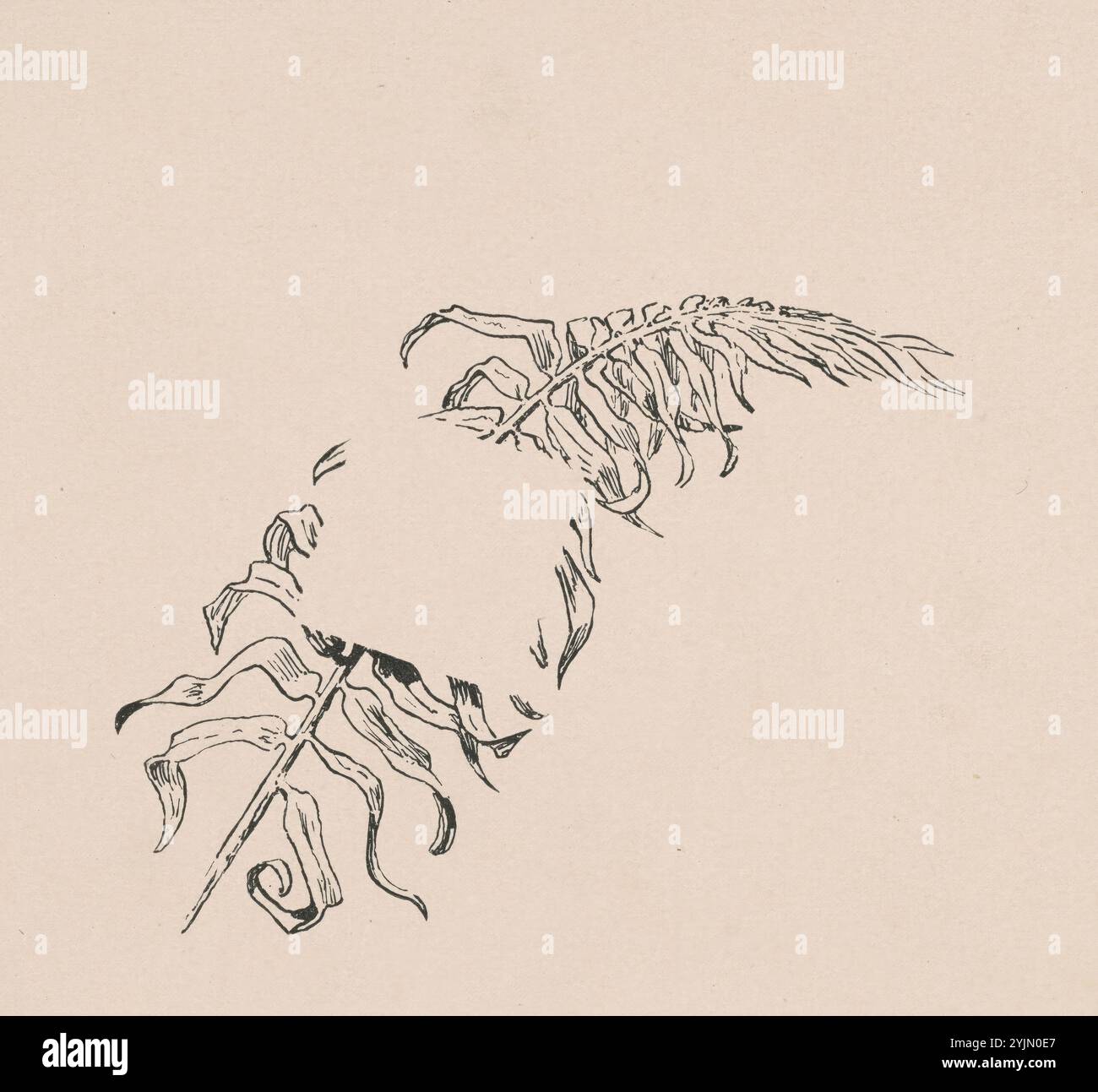 James Henry Moser, americano, Born Canada, 1854 - 1913, Branch, 1892, 1892 Corcoran Gallery of Art Catalogue, litografia offset in nero su carta tessuta, immagine (irregolare): 7,62 x 9,84 cm (3 x 3 7, 8 poll.), foglio: 13,49 x 14,13 cm (5 5, 16 x 5 9, 16 poll Foto Stock