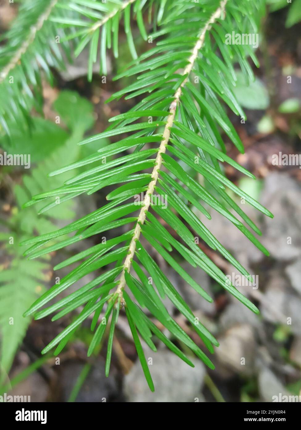 Abete siberiano (Abies sibirica) Foto Stock