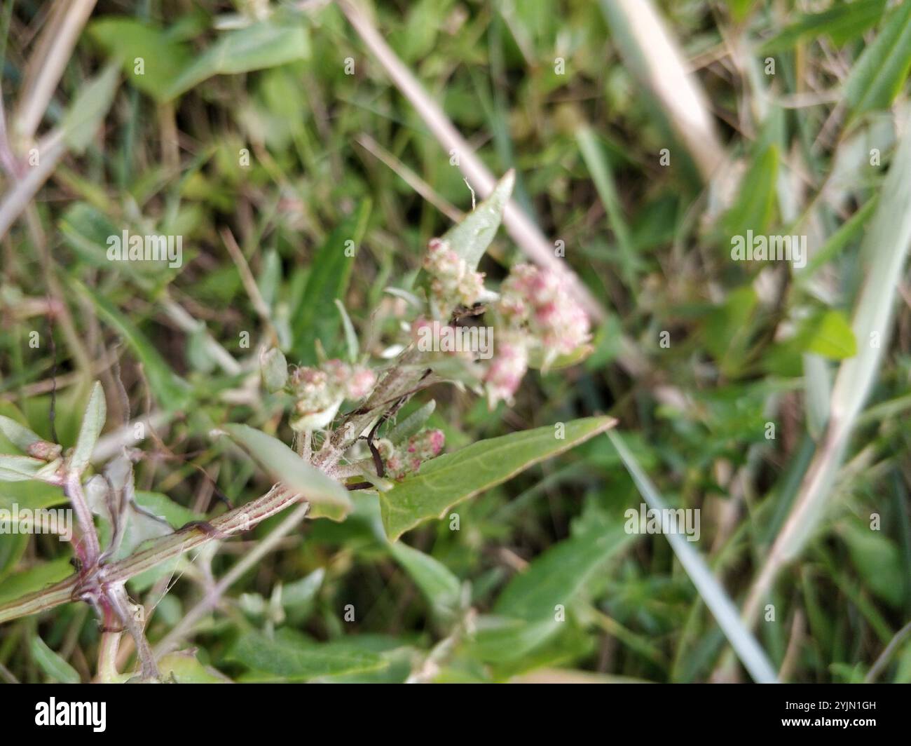 Saltbush strisciante (Atriplex prostrata) Foto Stock