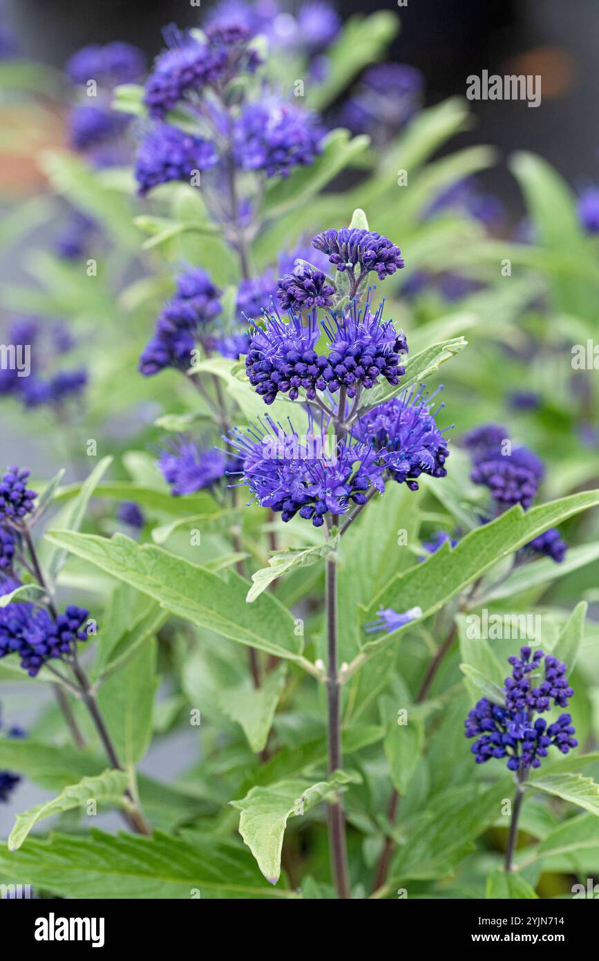 Bartblume, Caryopteris x clandonensis Cavaliere Oscuro, Beardflower Foto Stock