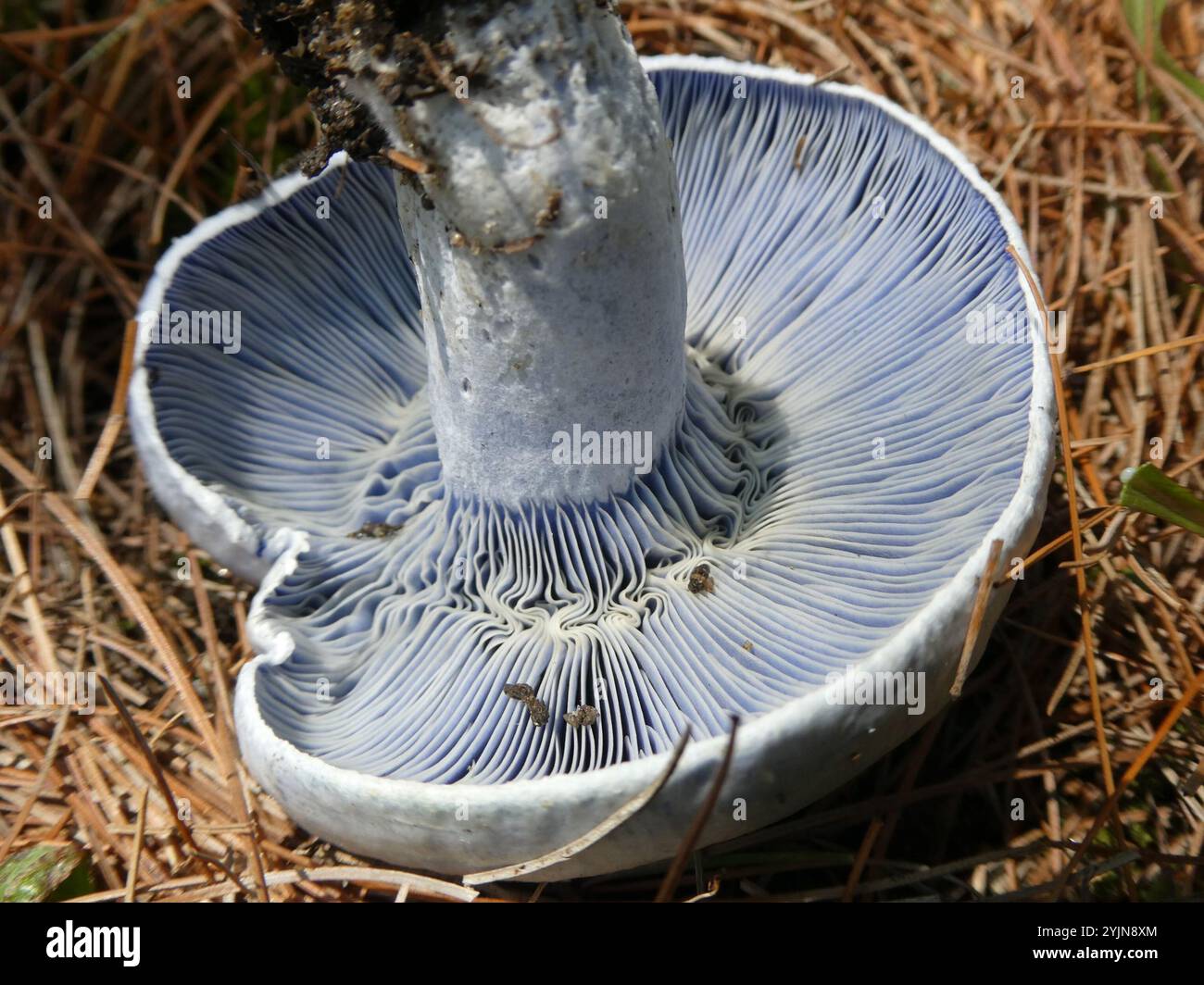 Tappo per latte indaco (Lactarius indaco) Foto Stock