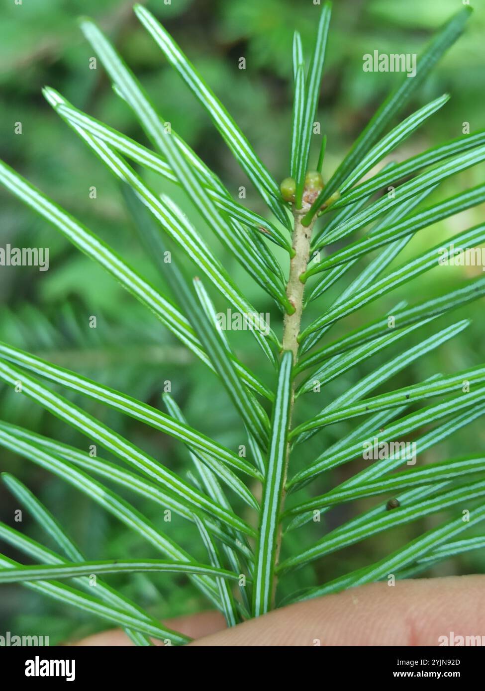 Abete siberiano (Abies sibirica) Foto Stock