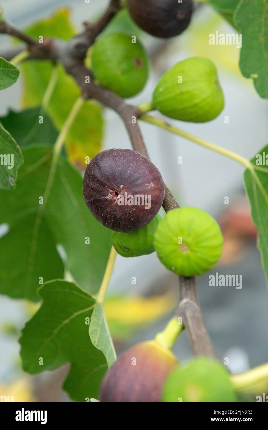 Echte Feige, Ficus carica Brown Turkey, vero fico Foto Stock