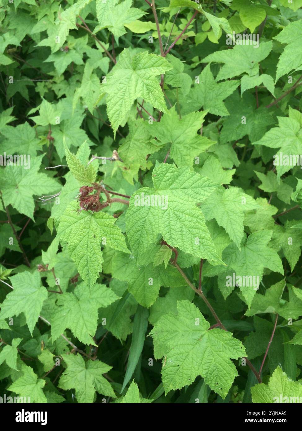 Lampone a fiore viola (Rubus odoratus) Foto Stock