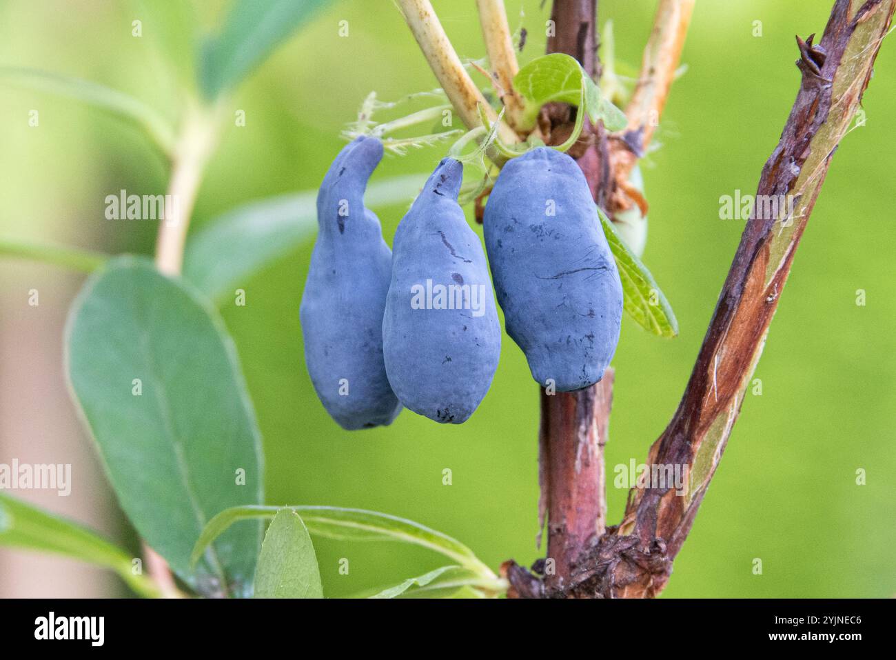 Sibirische Blaubeere, Lonicera caerulea Siniczka, Weißrindige Himalaya-Birke, Betula utilis Doorenbos, mirtillo siberiano, Himalayan Bi dai capelli bianchi Foto Stock
