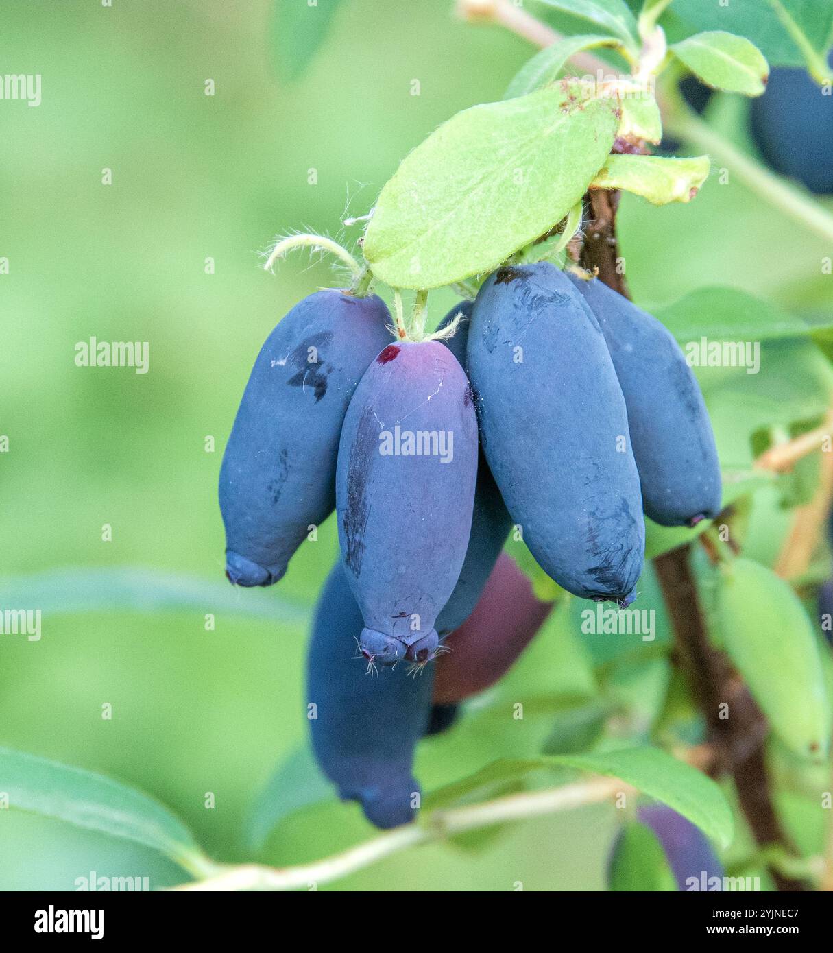 Sibirische Blaubeere, Lonicera caerulea Strezewczanka, mirtillo siberiano Foto Stock