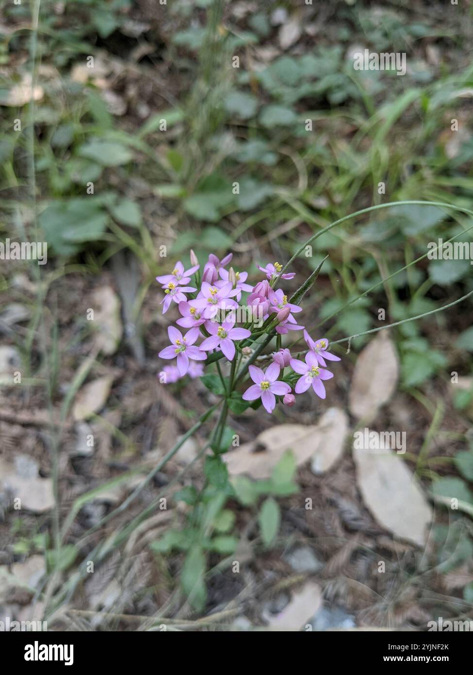 Centauria sottile (Centaurium tenuiflorum) Foto Stock