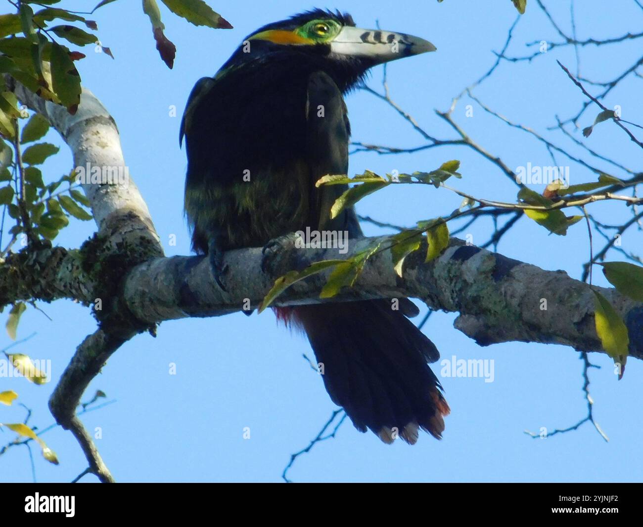 Toucanet con fattura a punti (Selenidera maculirostris) Foto Stock