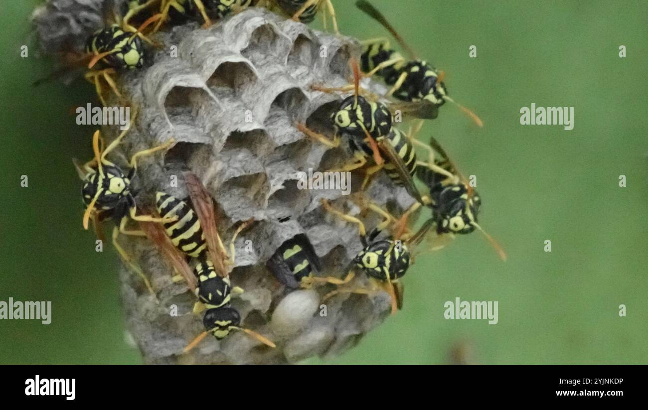 Wasp di carta francese (Polistes gallicus) Foto Stock