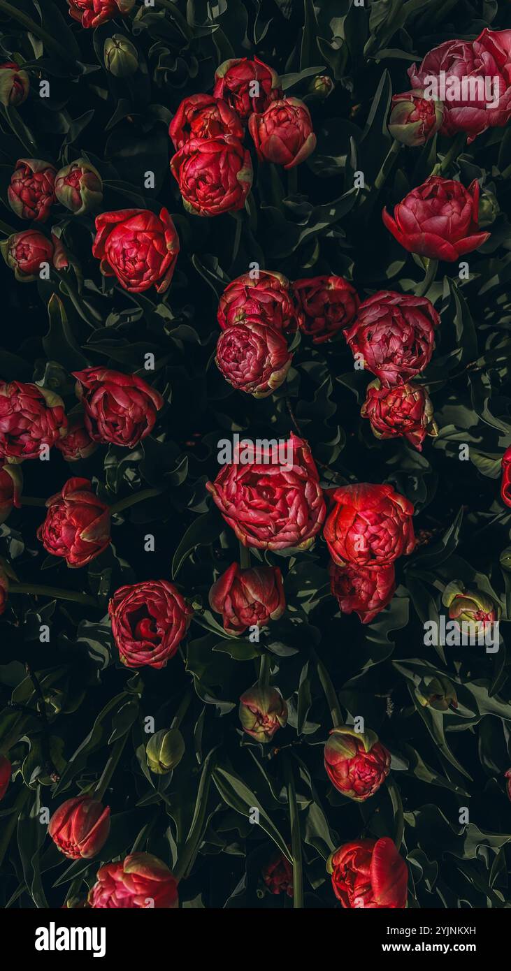 Primo piano boccioli di tulipani . I tulipani di Hollands fioriscono in un giardino. Striscione per tappezzeria floreale. Foto di alta qualità Foto Stock