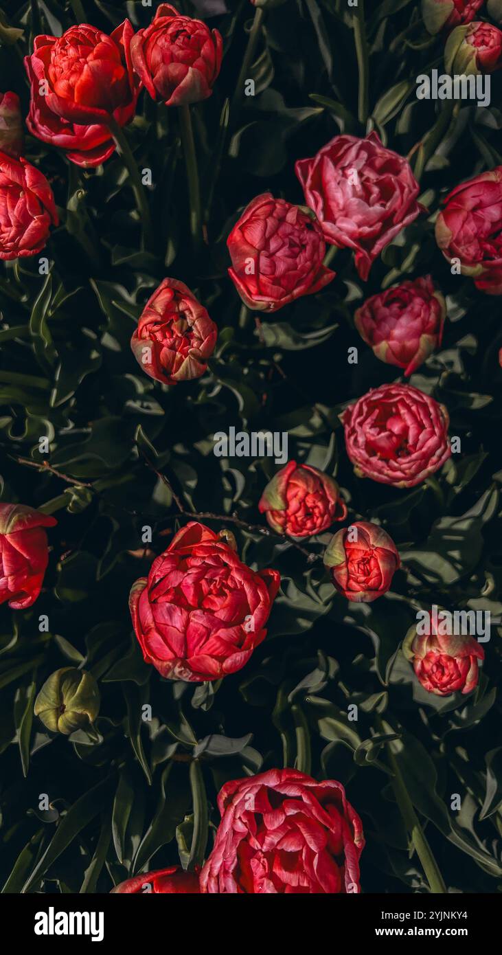 Primo piano boccioli di tulipani . I tulipani di Hollands fioriscono in un giardino. Striscione per tappezzeria floreale. Foto di alta qualità Foto Stock