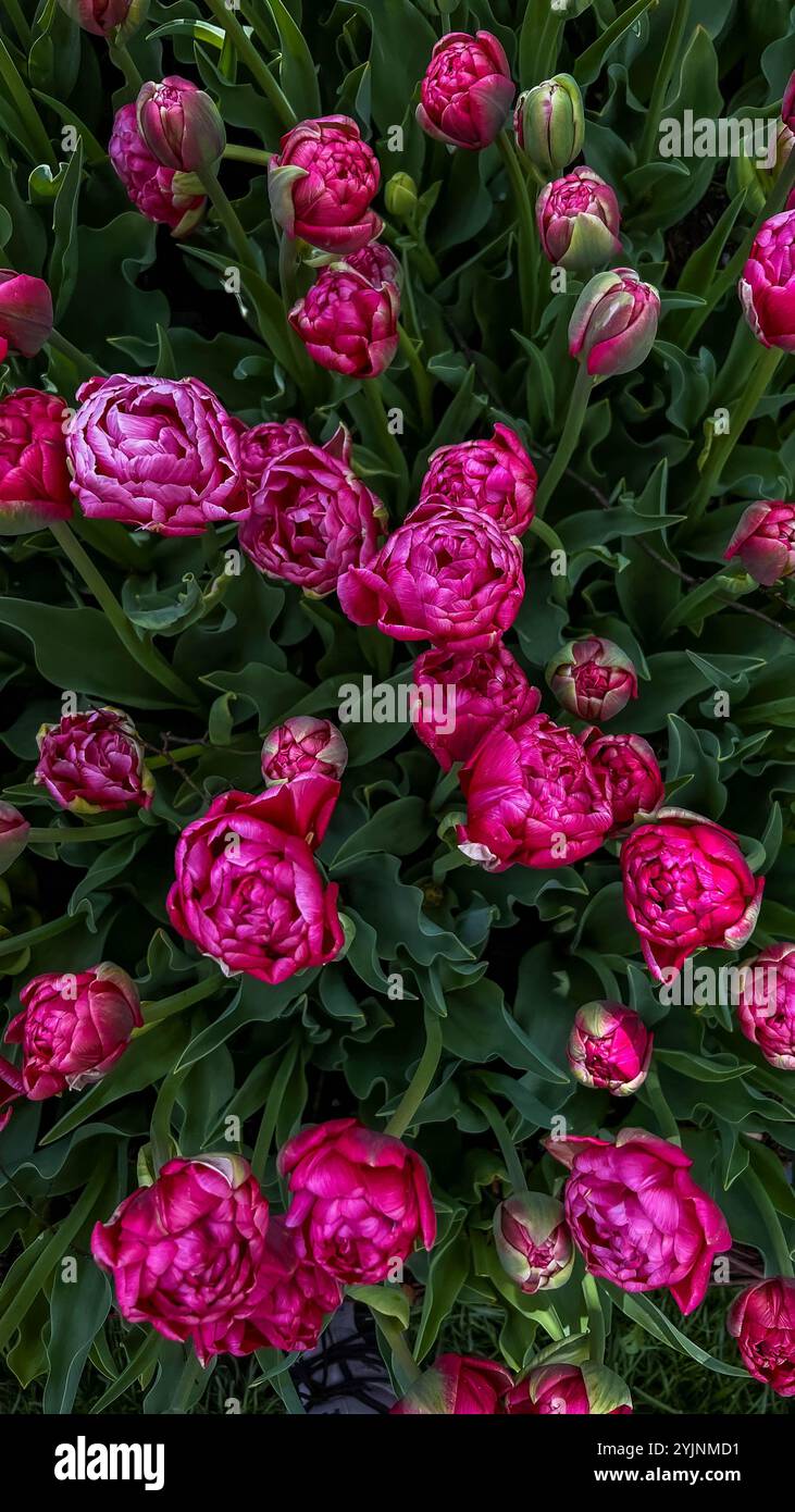 Primo piano boccioli di tulipani . I tulipani di Hollands fioriscono in un giardino. Striscione per tappezzeria floreale. Foto di alta qualità Foto Stock
