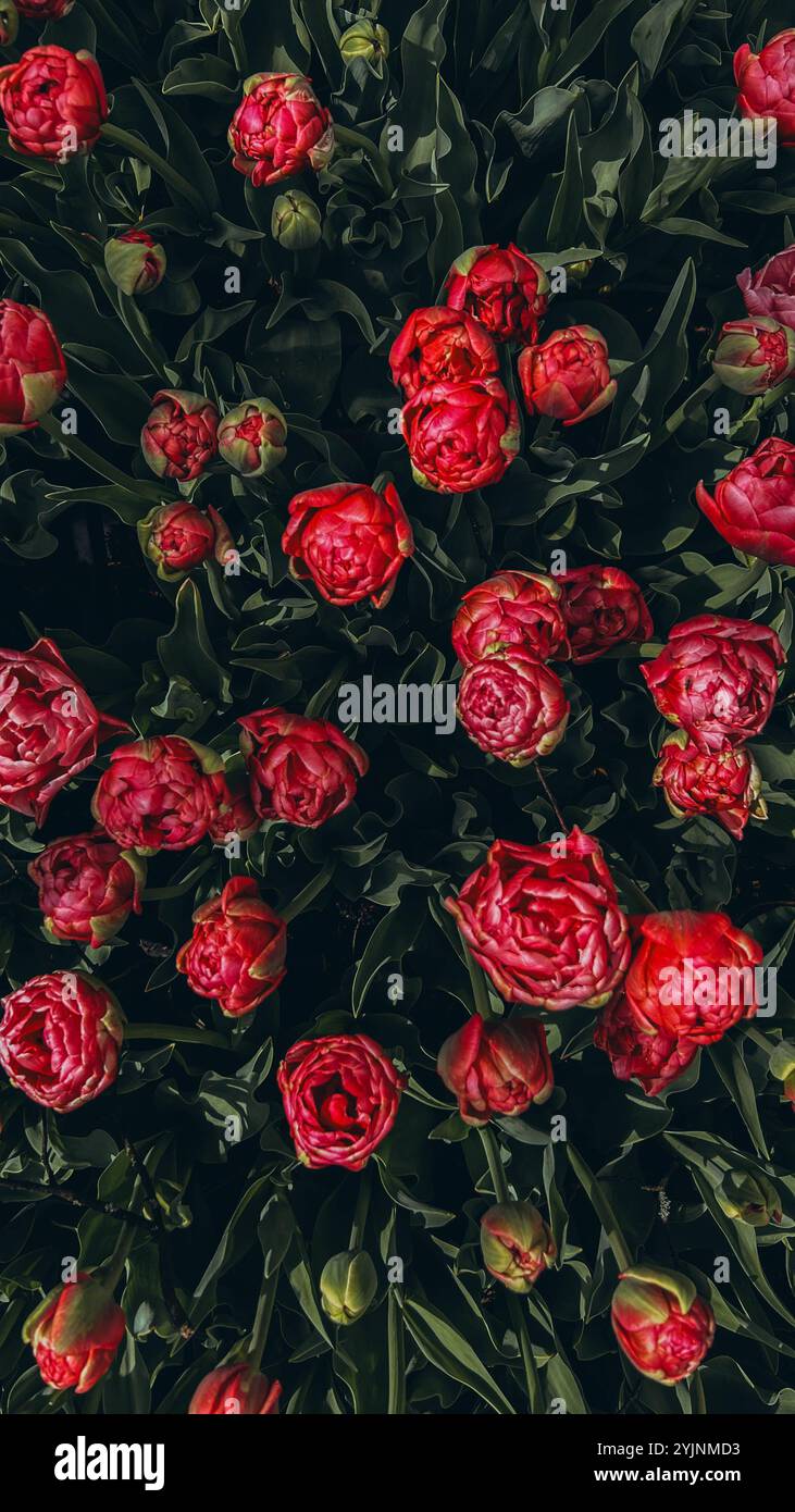 Primo piano boccioli di tulipani . I tulipani di Hollands fioriscono in un giardino. Striscione per tappezzeria floreale. Foto di alta qualità Foto Stock