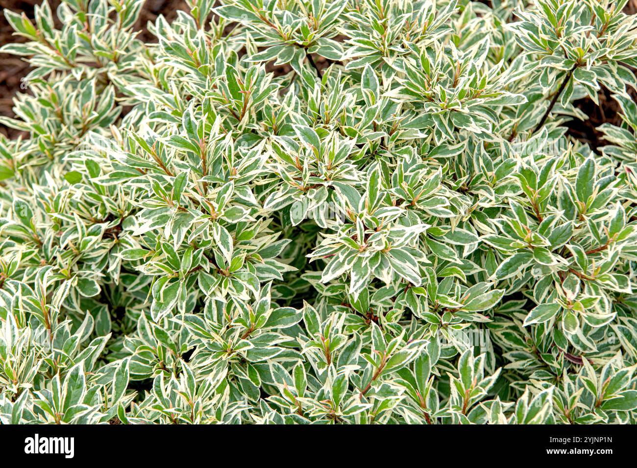 Weißbunte Japanische Azalee, Rhododendron BOLLYWOOD, Azalea giapponese variegata bianca Foto Stock