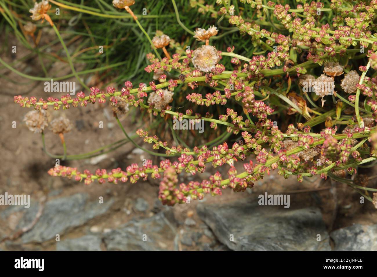 Alghe erbacee (Suaeda maritima) Foto Stock