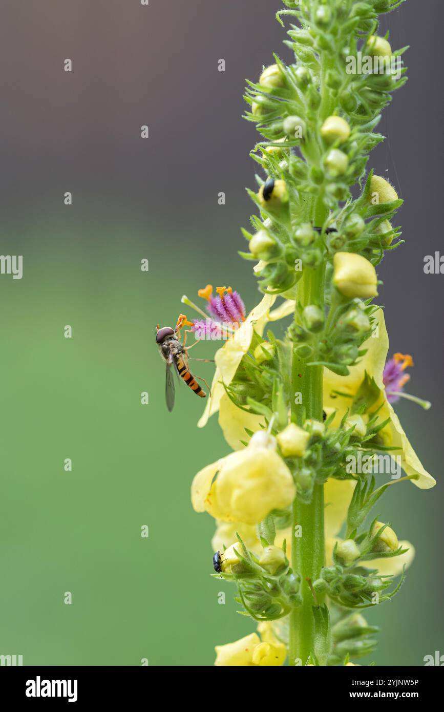 Schwarze Königskerze, Verbascum nigrum, Black Mullein Foto Stock