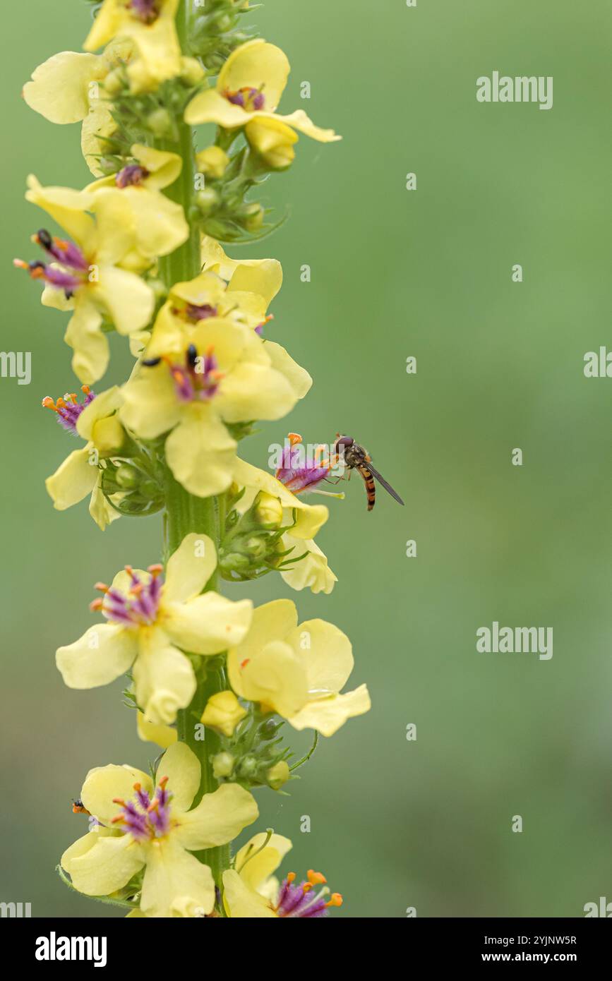 Schwarze Königskerze, Verbascum nigrum, Black Mullein Foto Stock