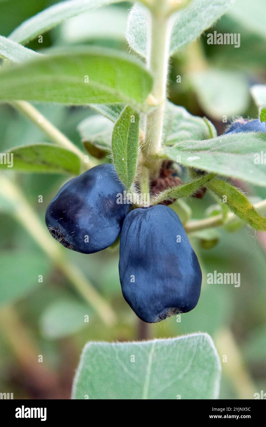 Blaue Honigbeere, Lonicera caerulea Blue Velvet, Blue Honeyberry Foto Stock