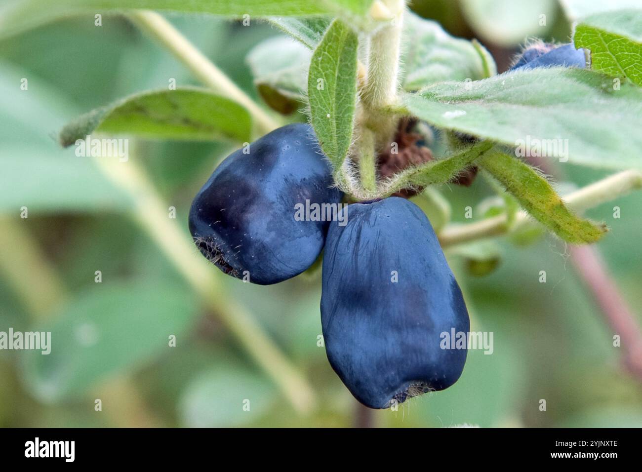 Blaue Honigbeere, Lonicera caerulea Blue Velvet, Blue Honeyberry Foto Stock