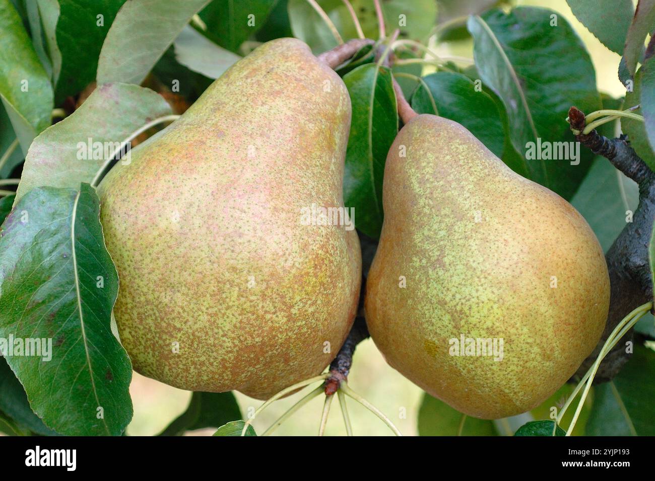 Pyrus communis Vereinsdechant, Pyrus communis club dean Foto Stock