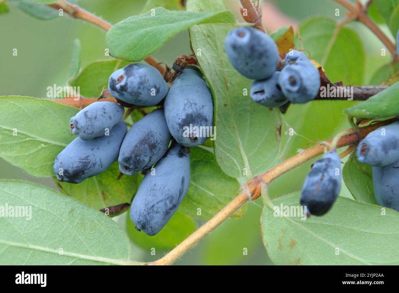 Blaue Honigbeere, Lonicera caerulea Berry Blue, Blue Honeyberry Foto Stock