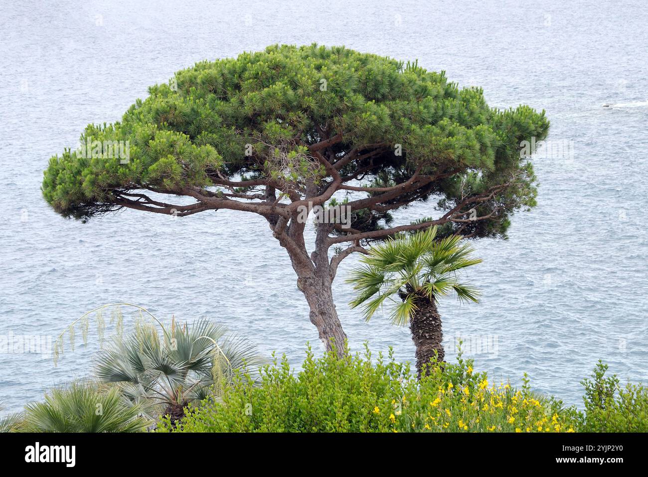 Pinie, Pinus pinea, Stone Pine Foto Stock
