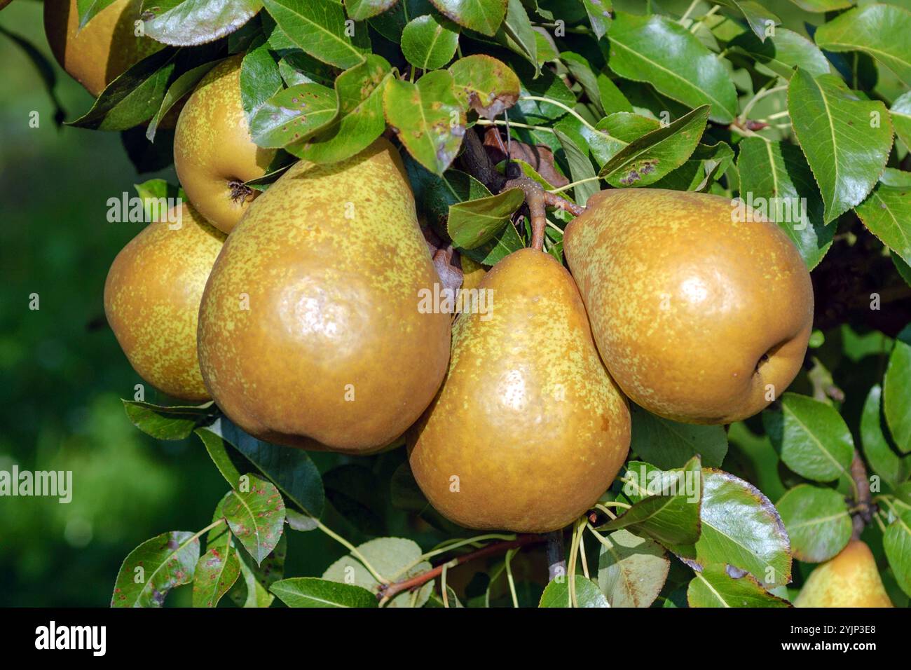 Birne,(Pyrus communis, pera, (Pyrus communis, Foto Stock