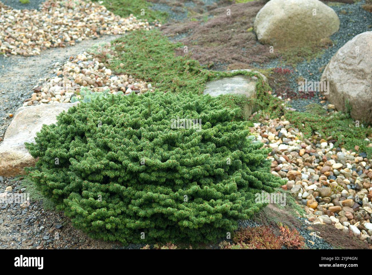 25 Semi Di Abete Balsamico - Abies Balsamea, Per Giardinaggio, Albero Di Natale Naturale - Foto 10