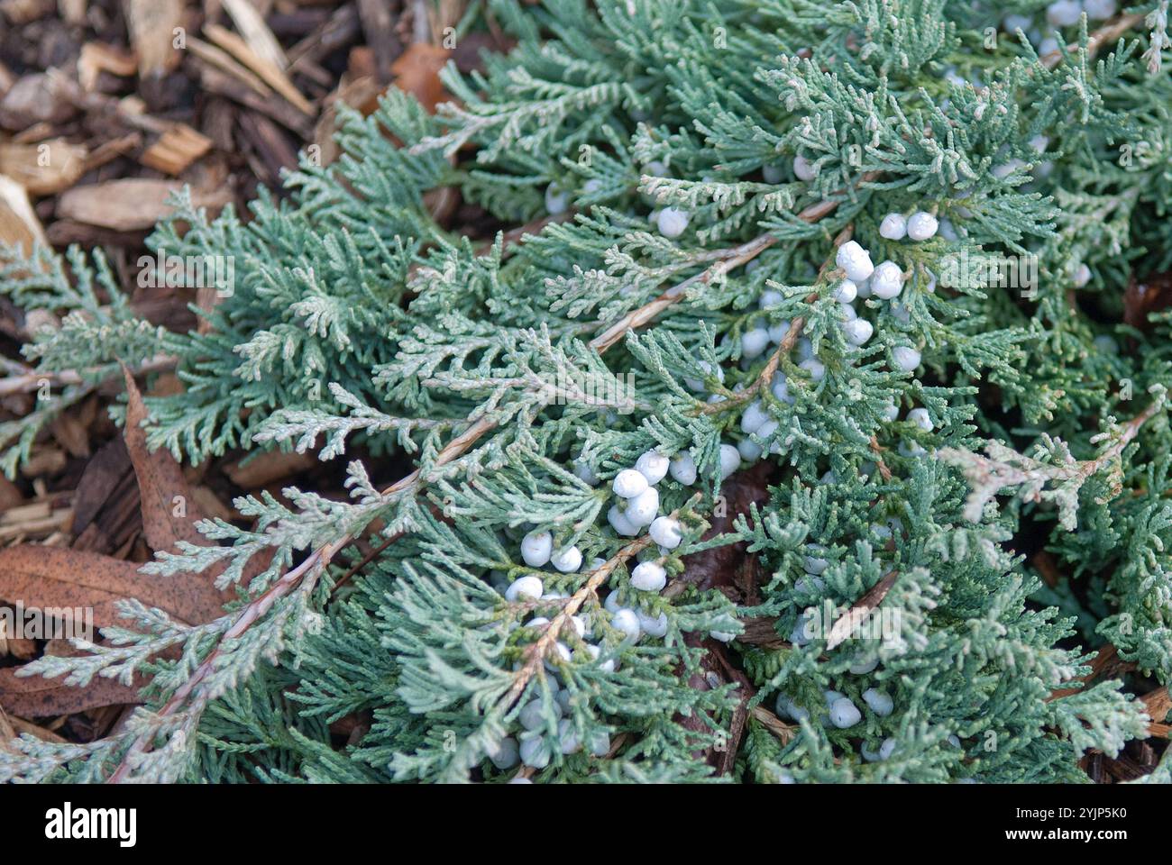 Kriech-Wacholder, Juniperus horizontalis glauca Group, Juniperus horizontalis glauca Group Foto Stock