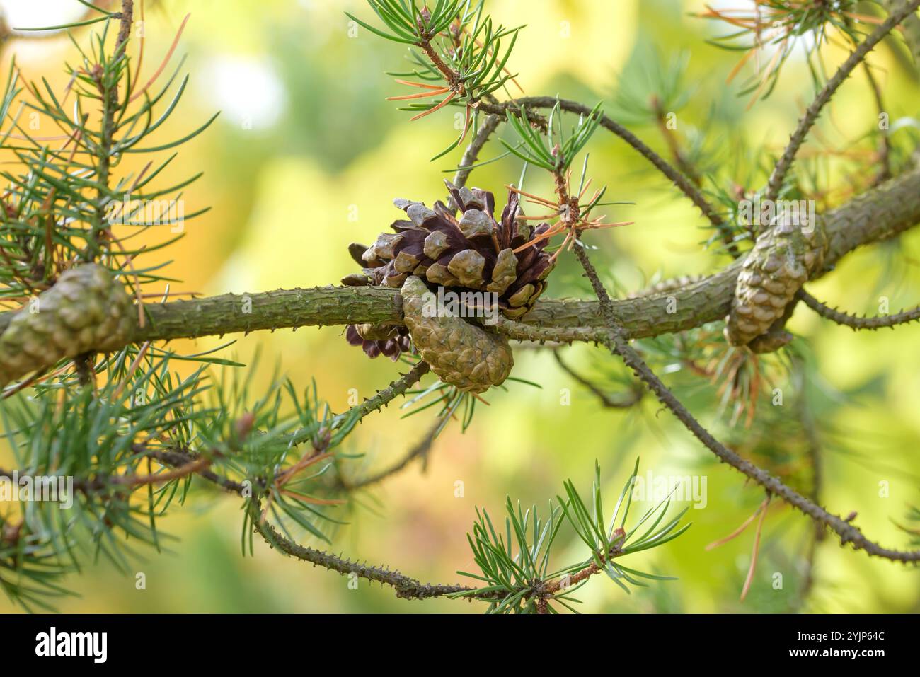 Banks Kiefer, Pinus banksiana, Banks Pine, Pinus banksiana Foto Stock