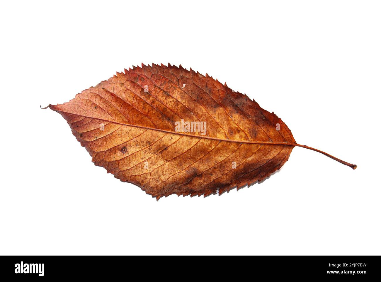 Una foglia autunnale asciutta isolata su sfondo bianco, che mostra i suoi colori e la sua consistenza. Foto Stock