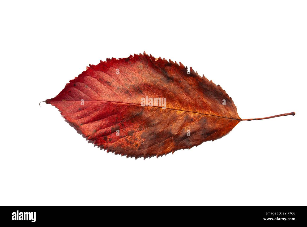 Una foglia autunnale asciutta isolata su sfondo bianco, che mostra i suoi colori e la sua consistenza. Foto Stock