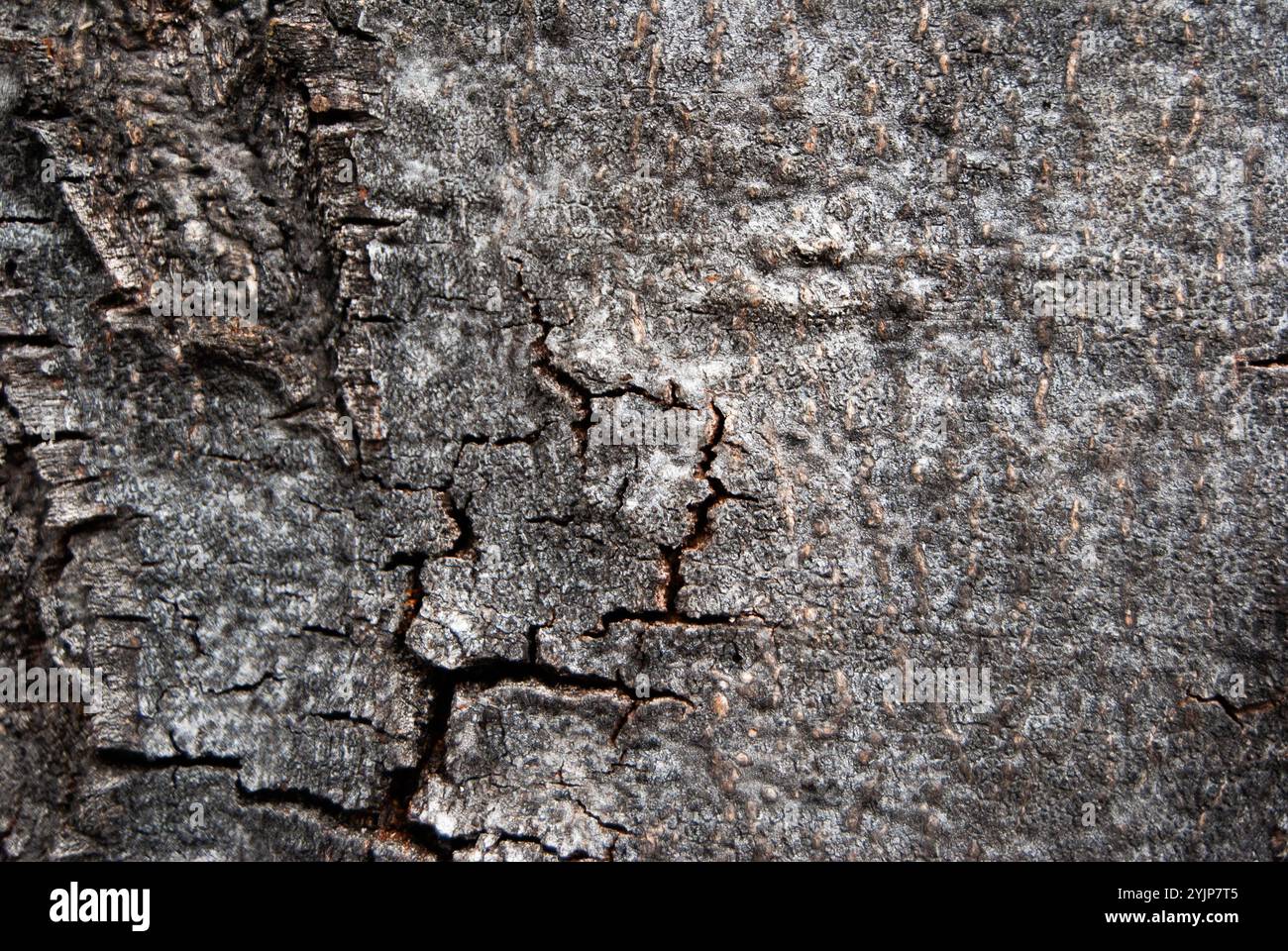 Un dettagliato primo piano di una corteccia secca di alberi con texture intricate e crepe naturali, su uno sfondo grigio neutro. Foto Stock
