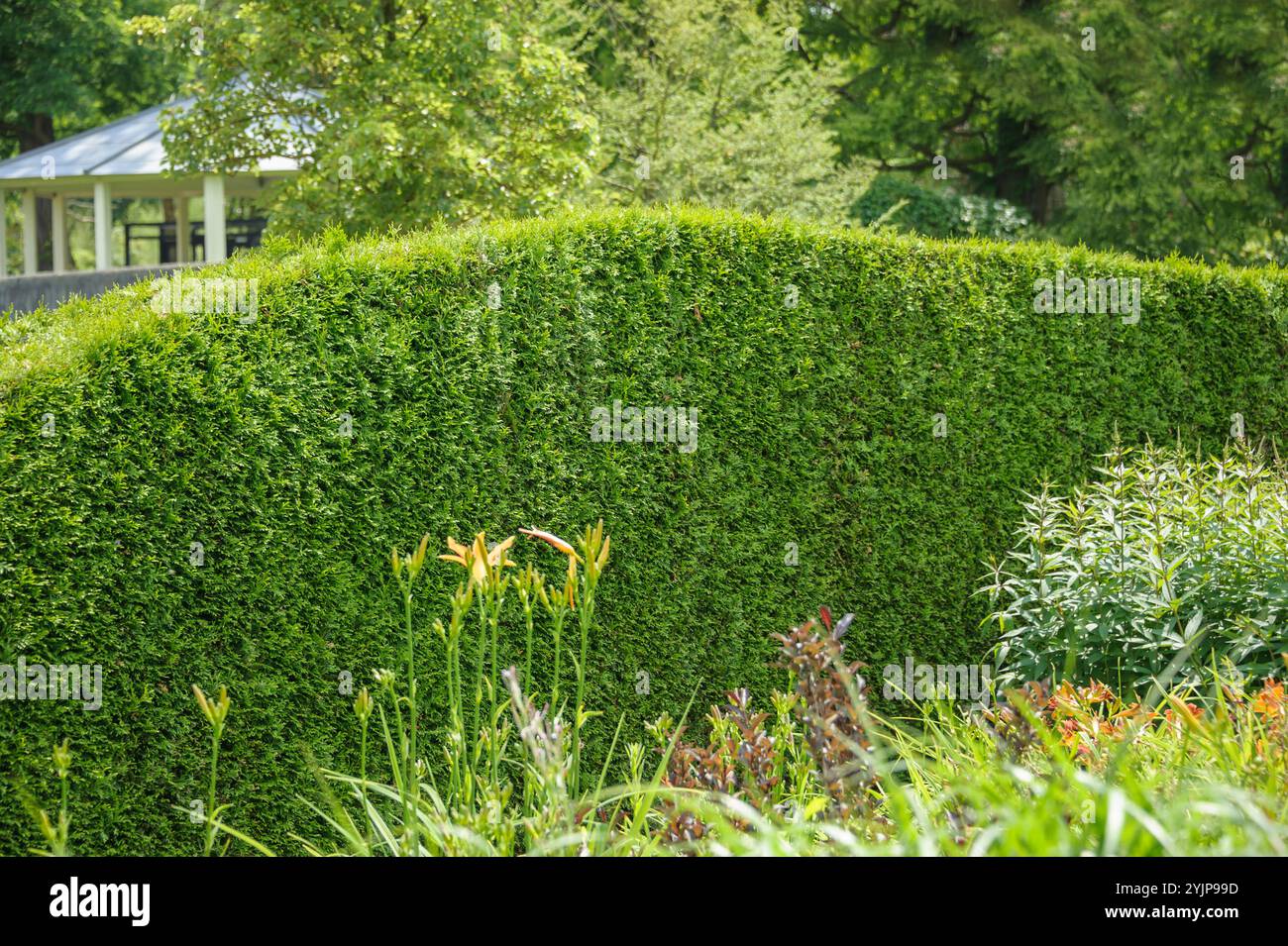 Abendlaendischer Lebensbaum, Thuja occidentalis Brabant, Thuja occidentalis, Thuja occidentalis Brabant, albero di vita occidentale Foto Stock