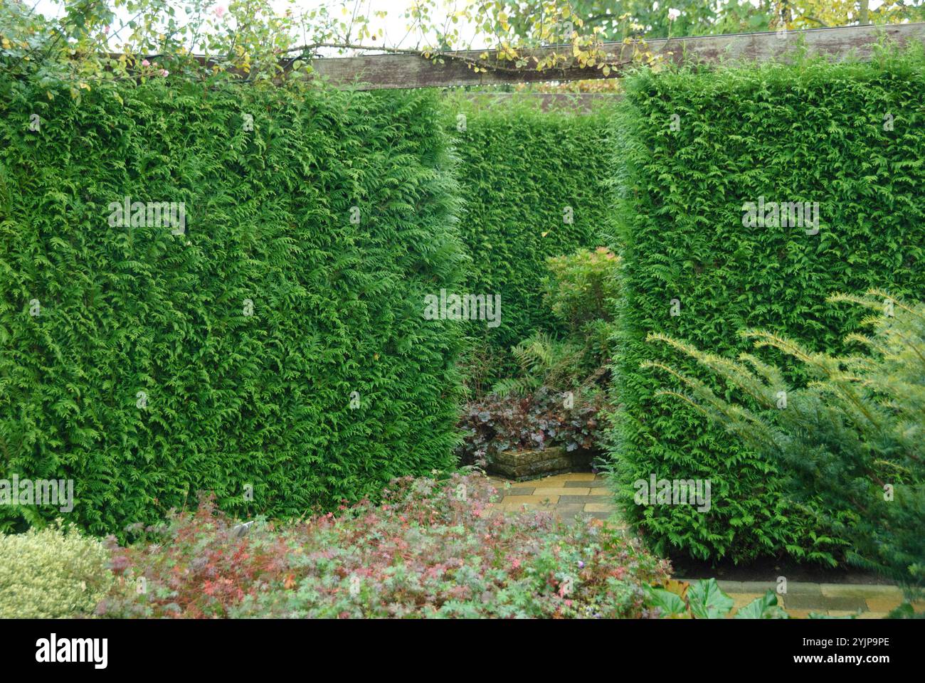 Lebensbaum, Thuja plicata Gelderland, Thuja plicata Gelderland, albero della vita Foto Stock