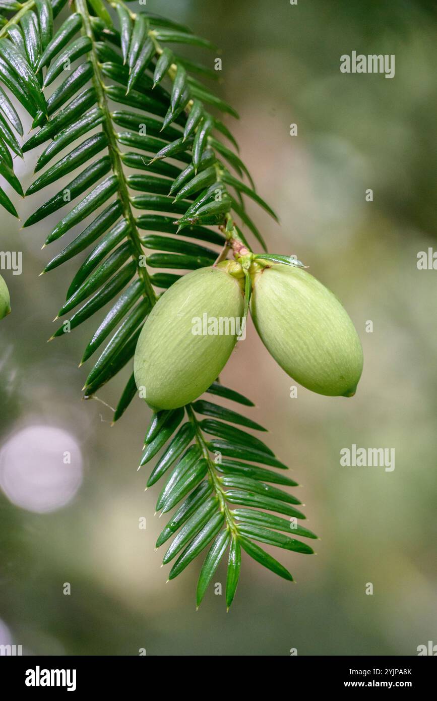 Japanische Nusseibe, Torreya nucifera, Torreya nucifera, Torreya nucifera, tasso di noci giapponese Foto Stock