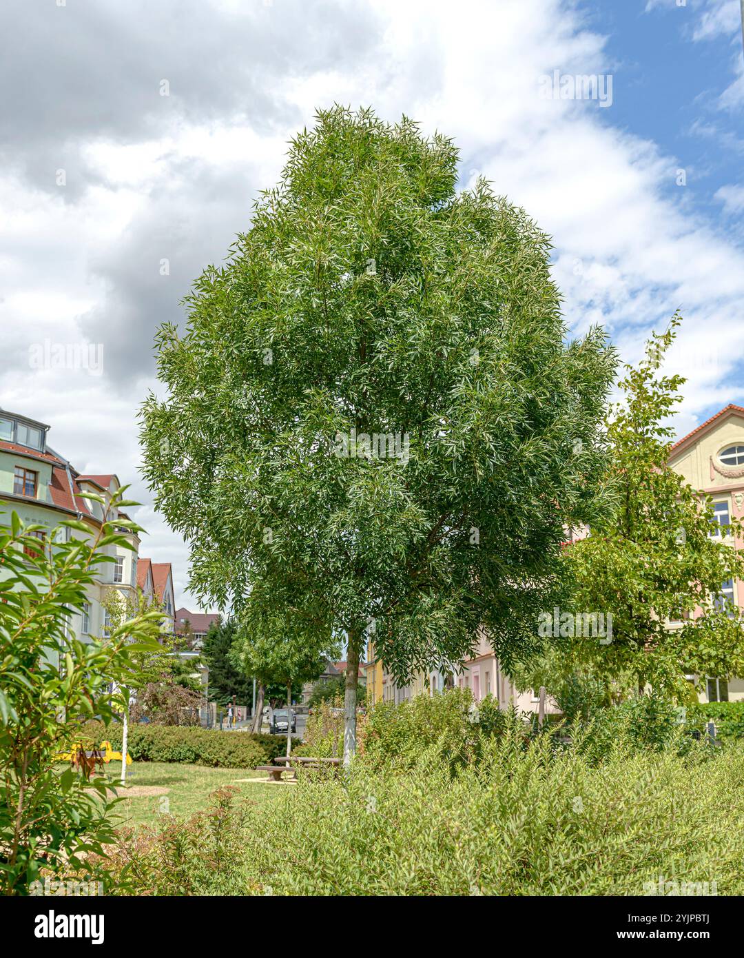 Schmalblaettirge Esche, Fraxinus angustifolia Raywood, Schmalblaettirge ash, Fraxinus angustifolia Raywood, frassino a foglia stretta Foto Stock