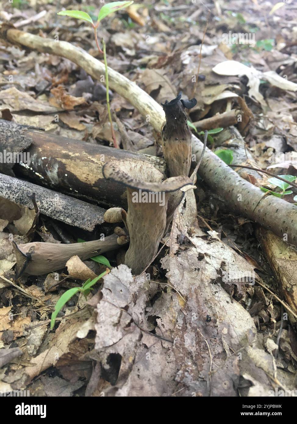 Tromba nera orientale (Craterellus fallax) Foto Stock