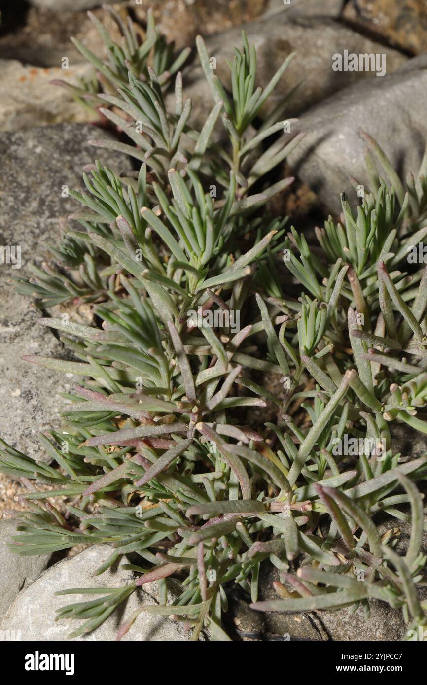 Alghe erbacee (Suaeda maritima) Foto Stock