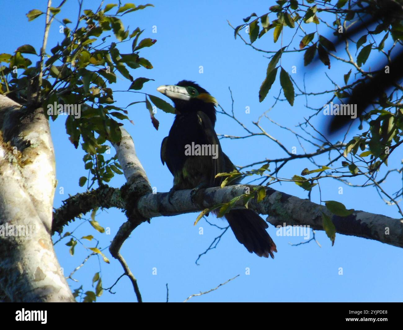 Toucanet con fattura a punti (Selenidera maculirostris) Foto Stock