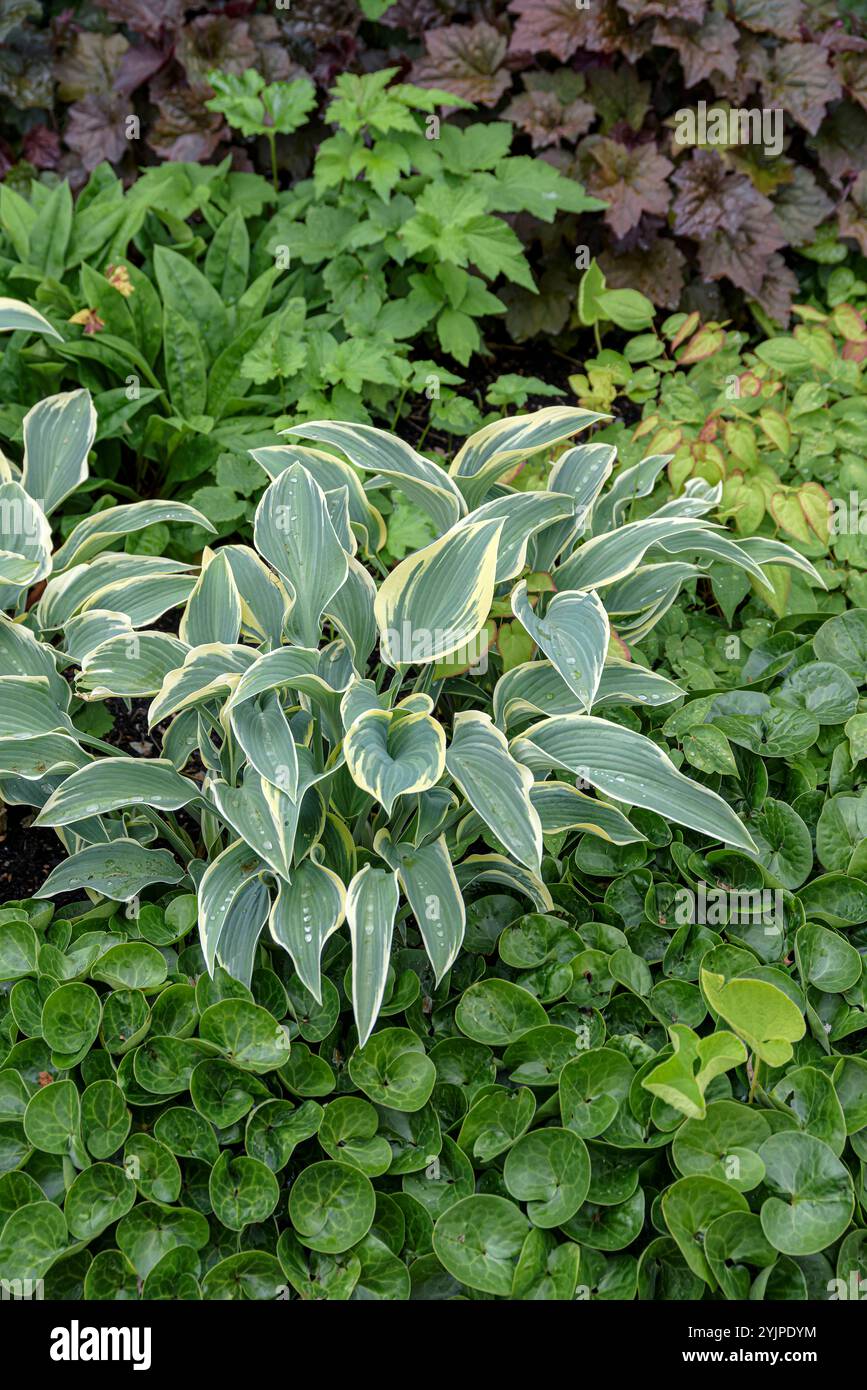 Funkie, Hosta First Frost, Hosta, Hosta First Frost Foto Stock